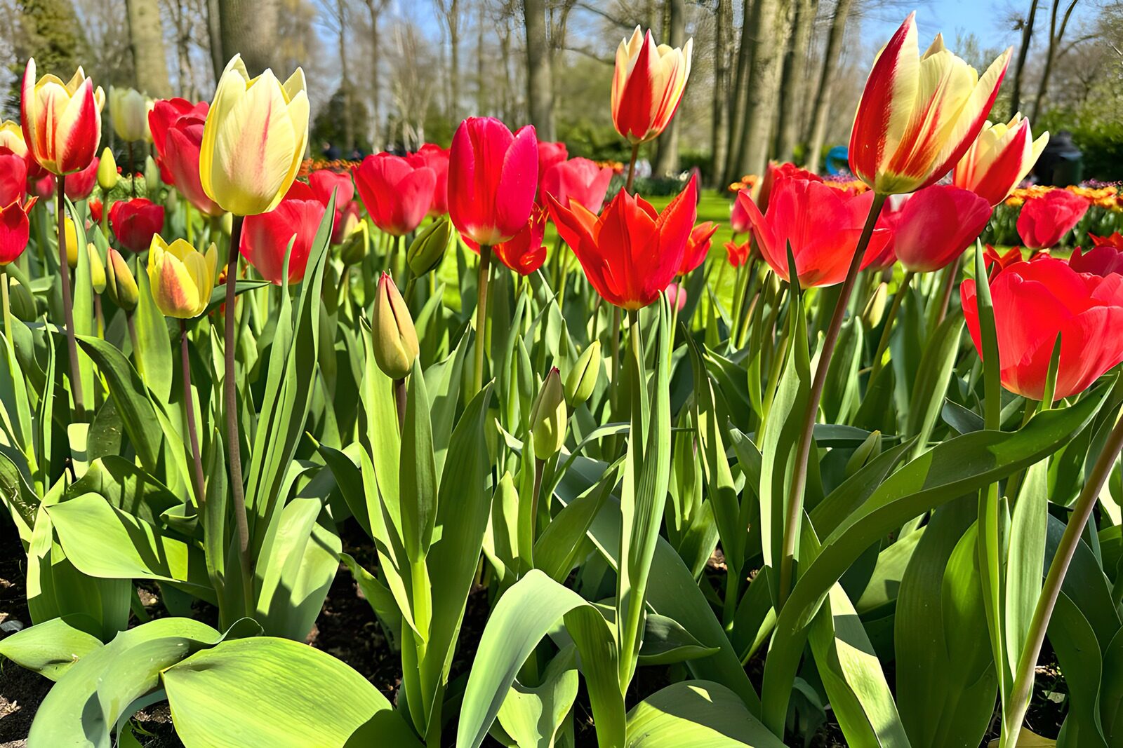 TPDE60317: Bunte Tulpenblüte im Frühling