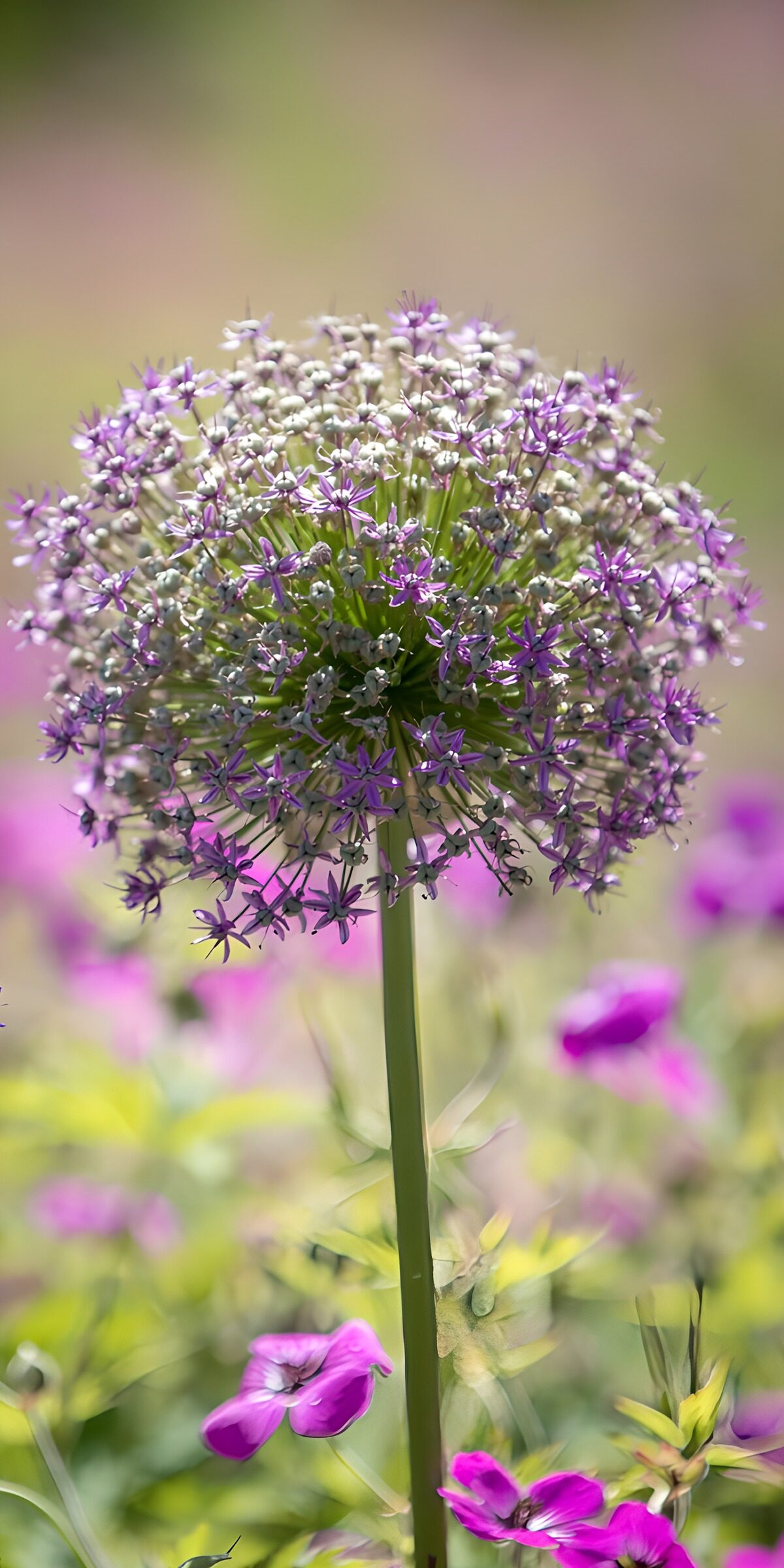 TPDE29139: Elegante lila Blüte im Sonnenlicht