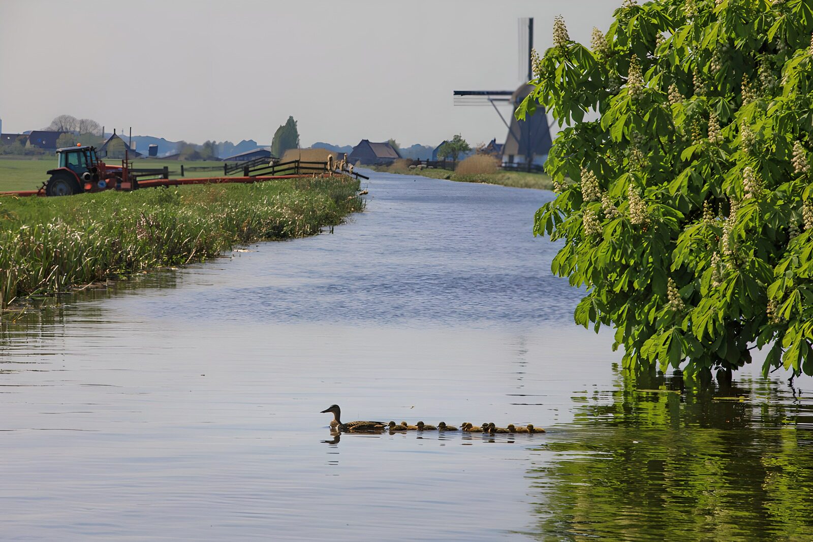 TPDE84451: Entenfamilie am ruhigen Wasser