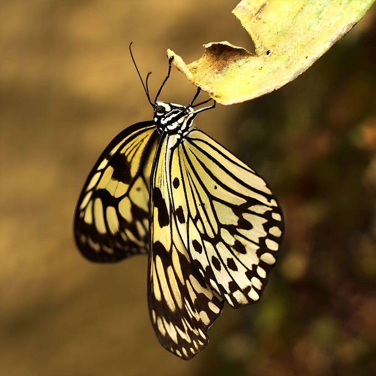 Schmetterling "Baumweißling" in schwarz und weiß auf einem Baumblatt