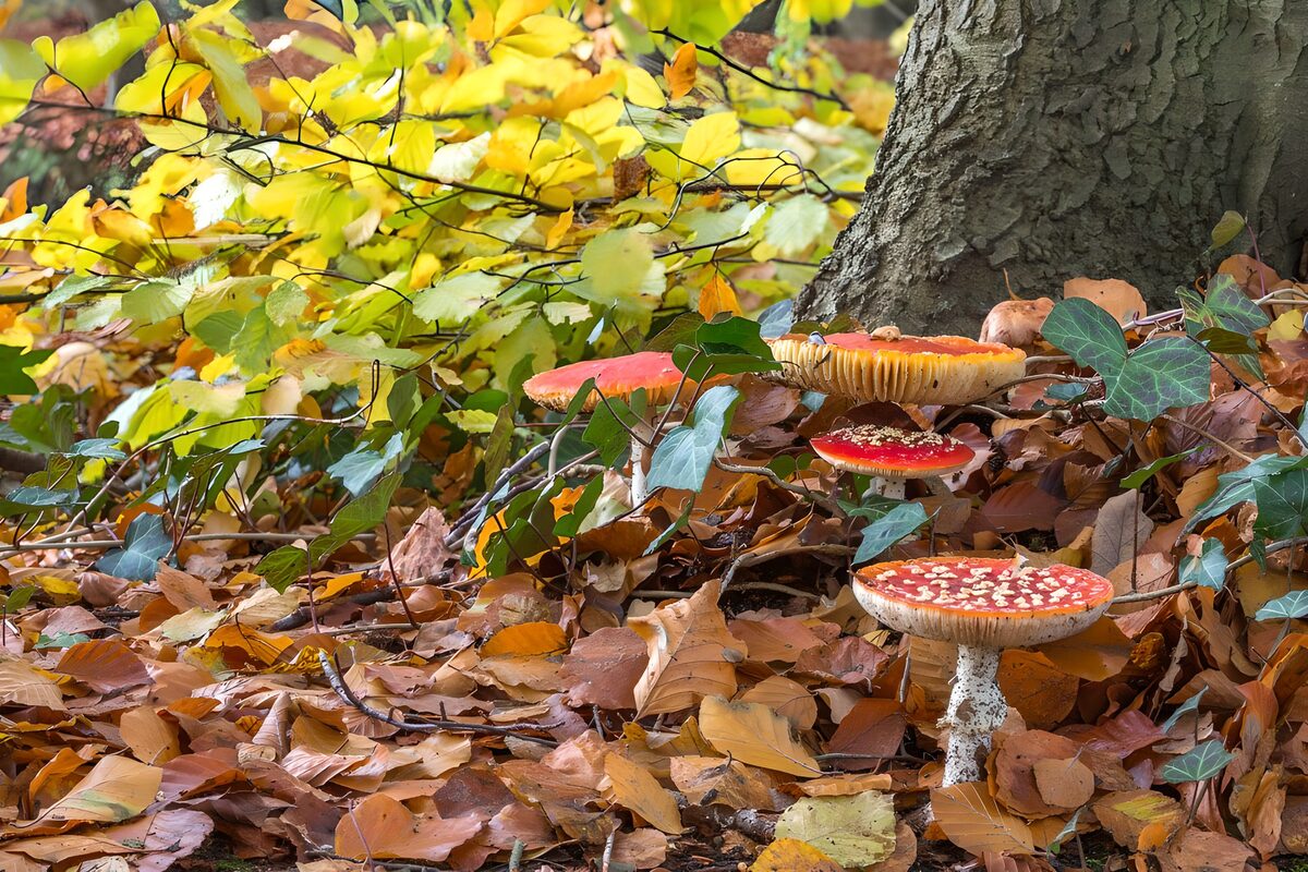 Fliegenpilze zwischen braunen Herbstblättern