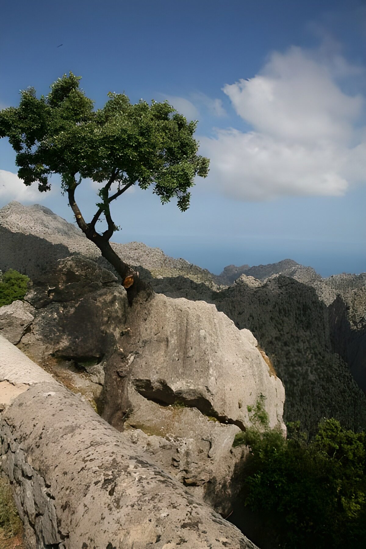 TPDE55780: Baum auf Felsen mit Aussicht über Berge
