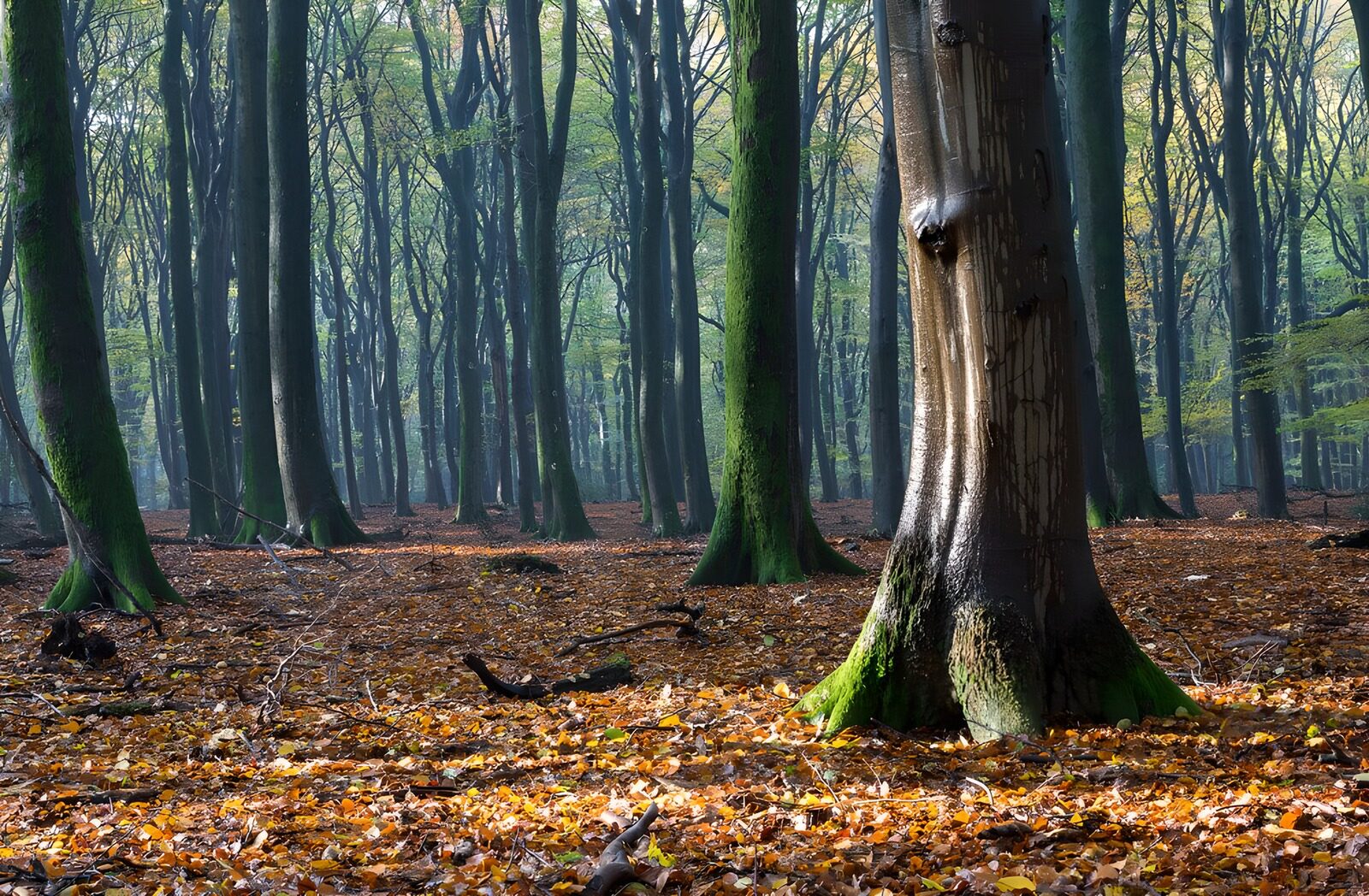 TPDE70413: Herbst im Speulderwald (NL) in der Morgensonne