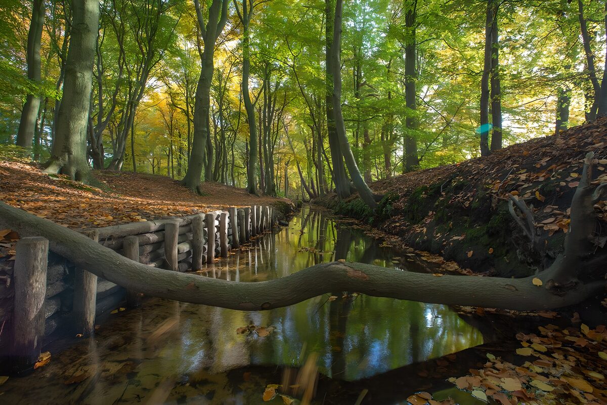 umgestürzter Baum über dem Hierdener Bach