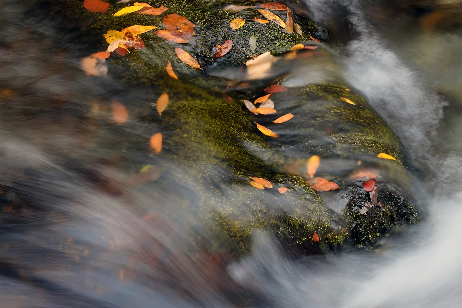 TPDE26457: Wasserpflanzen auf Felsblöcken  in einem Wasserfall