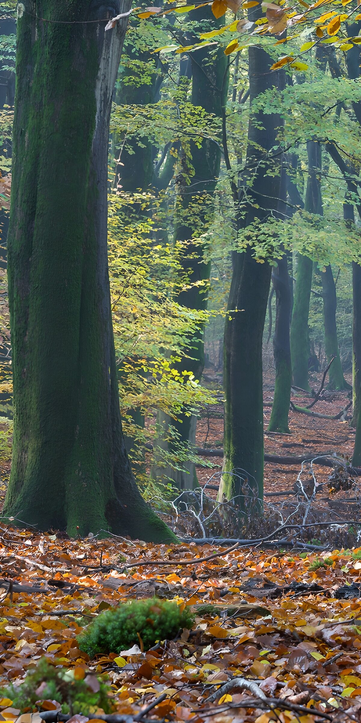 TPDE67137: Mystischer Herbstwald