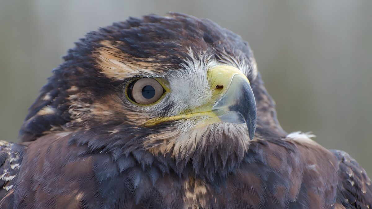 TPDE32757: der Schnabel eines Greifvogels
