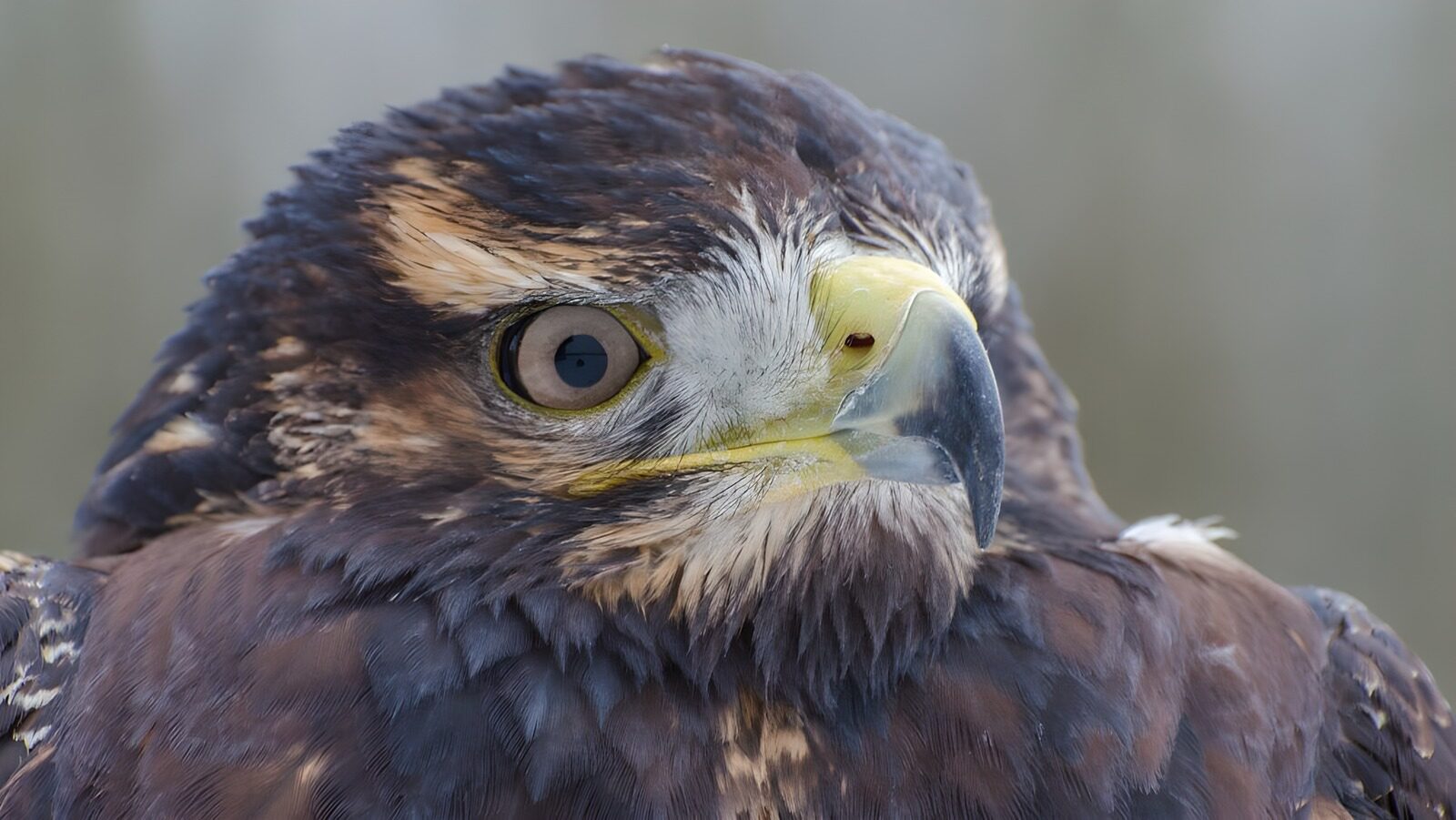 TPDE32757: der Schnabel eines Greifvogels