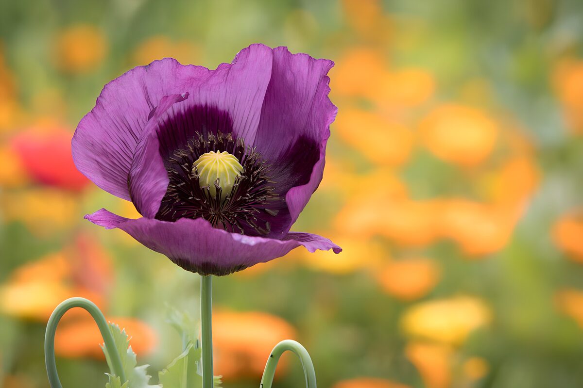 Schönheit der lila Mohnblume