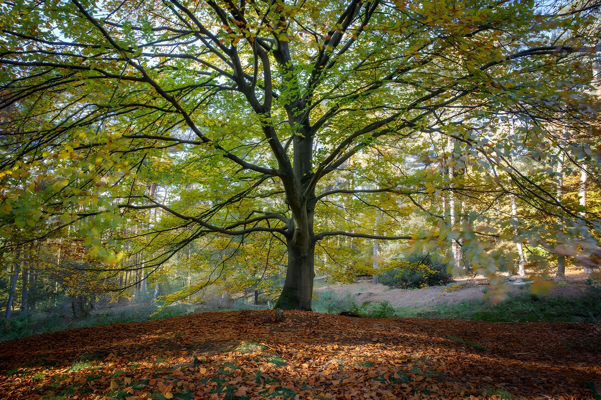 Herbstbaum im goldenen Licht
