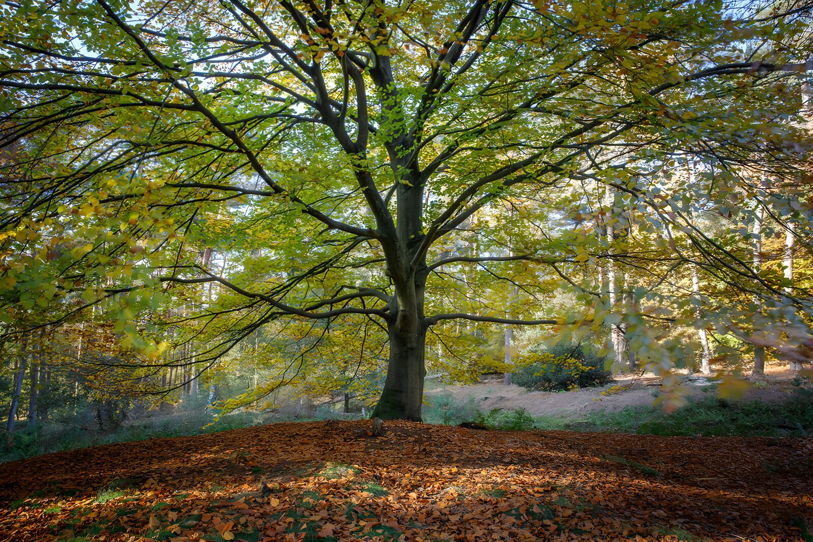 TPDE20657: Herbstbaum im goldenen Licht