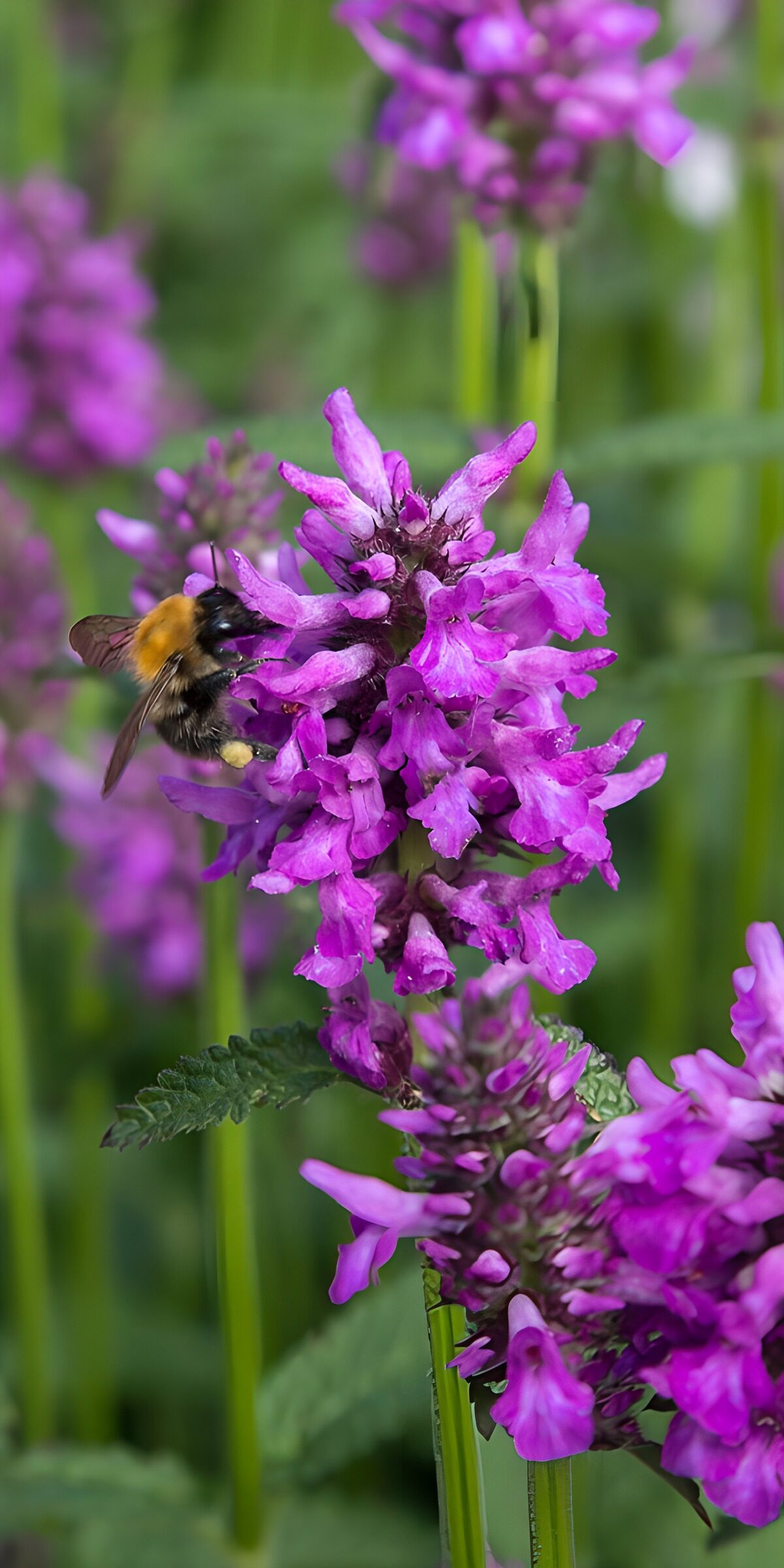 TPDE97511: Bienenbesuch an lila Blüten
