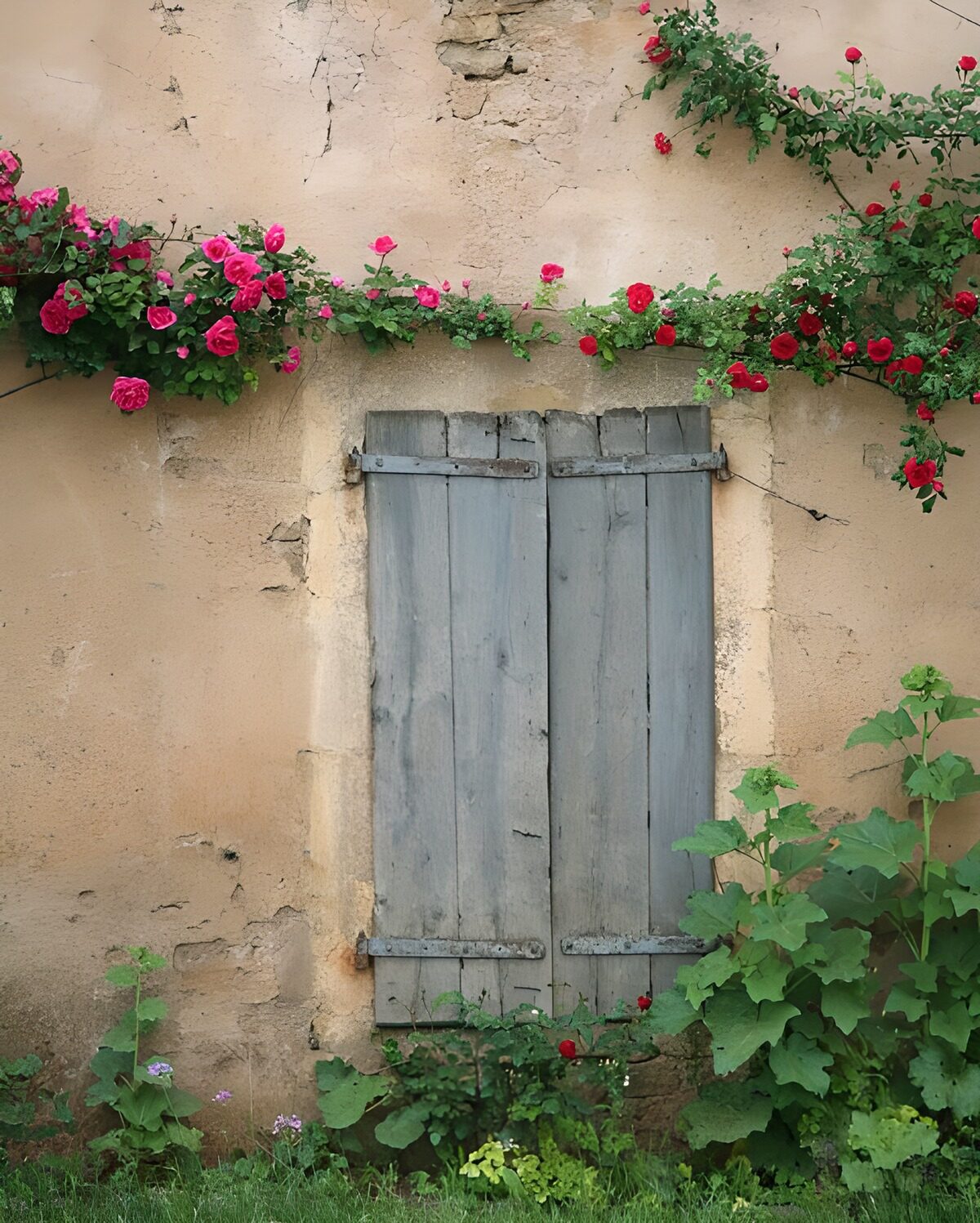 TPDE15585: geschlossene Fensterläden und  rote Rosen an der Mauer