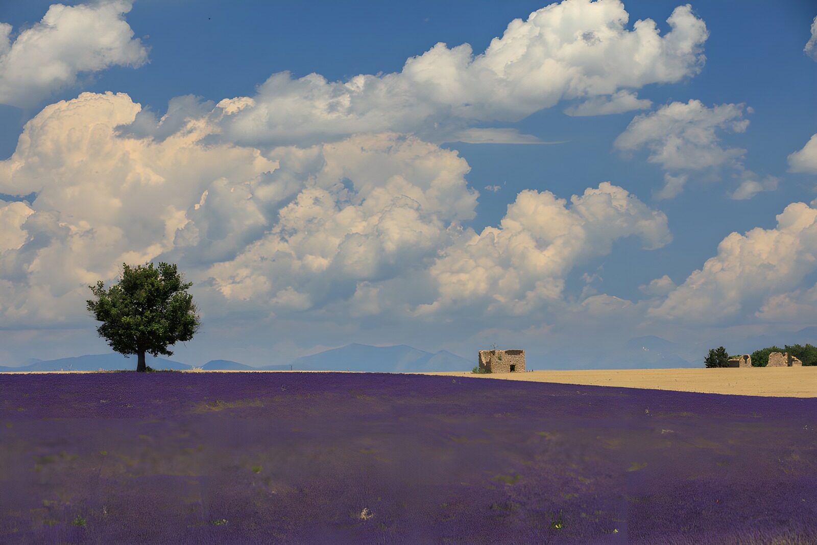 TPDE89292: Lavendelfeld unter blauen Wolken