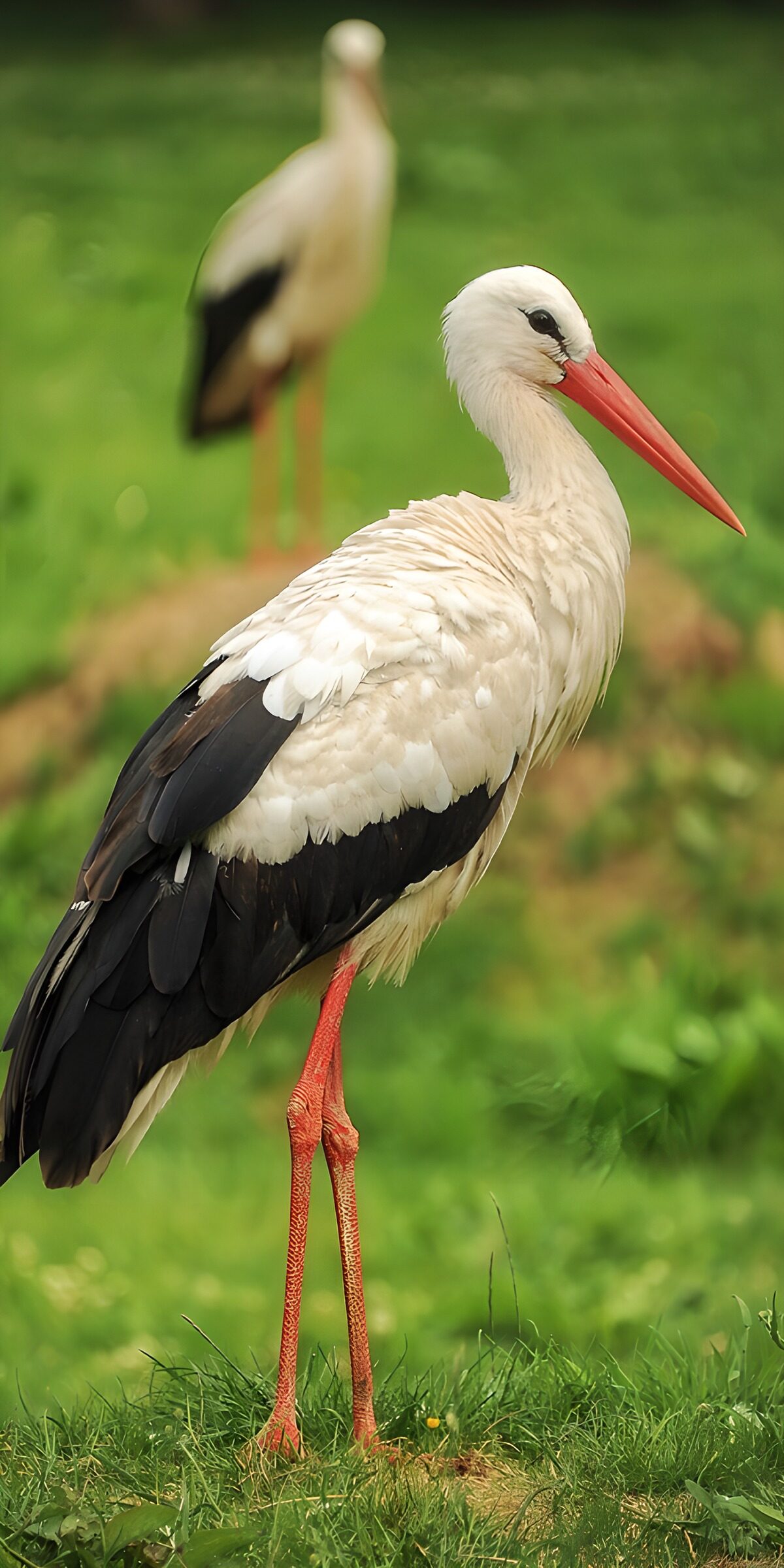 TPDE62931: Stolz stehend: Der elegante Storch