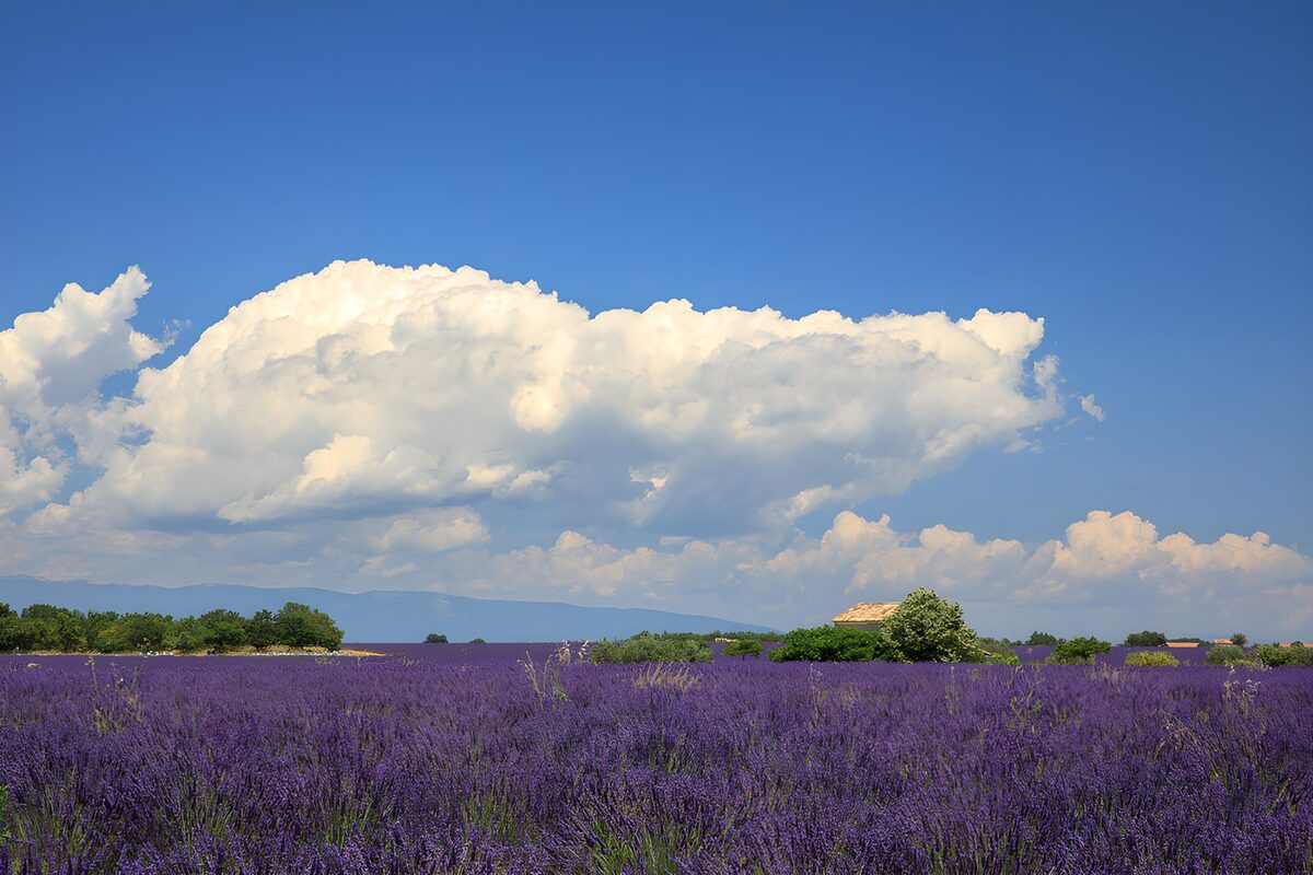Lavendelfelder unter blauen Himmel
