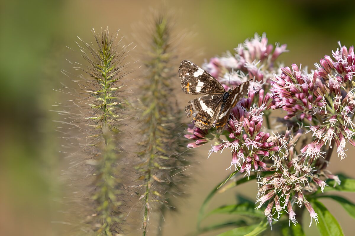 TPDE77734: Schmetterling auf blühender Pflanze
