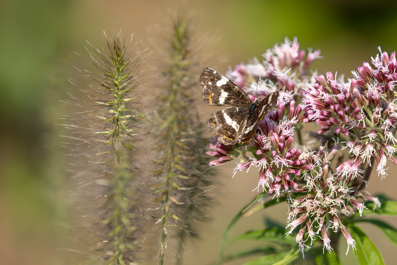 TPDE77734: Schmetterling auf blühender Pflanze