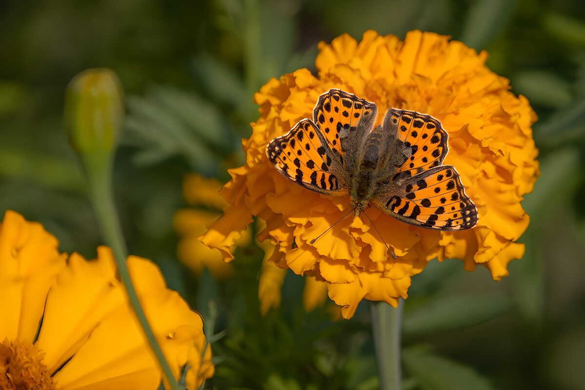 TPDE62259: Schmetterling auf einer Tagetesblüte