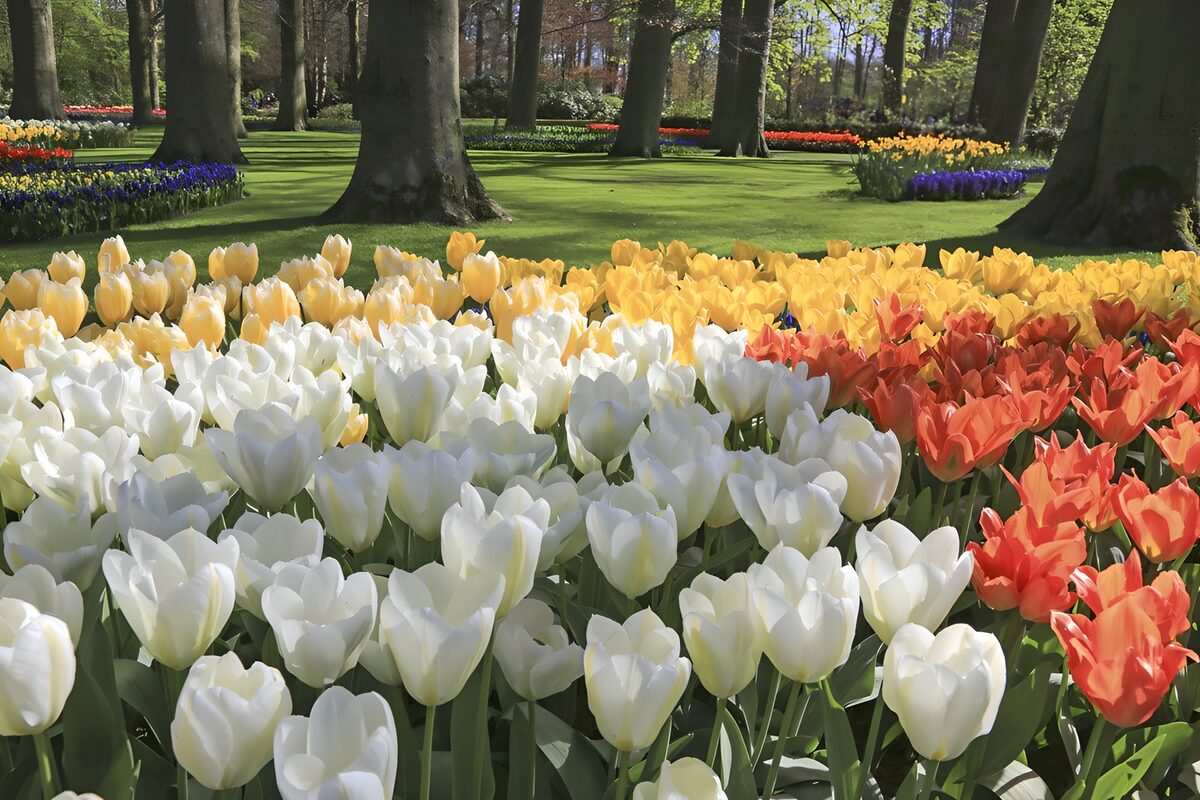TPDE78375: Tulpen im Keukenhof 1