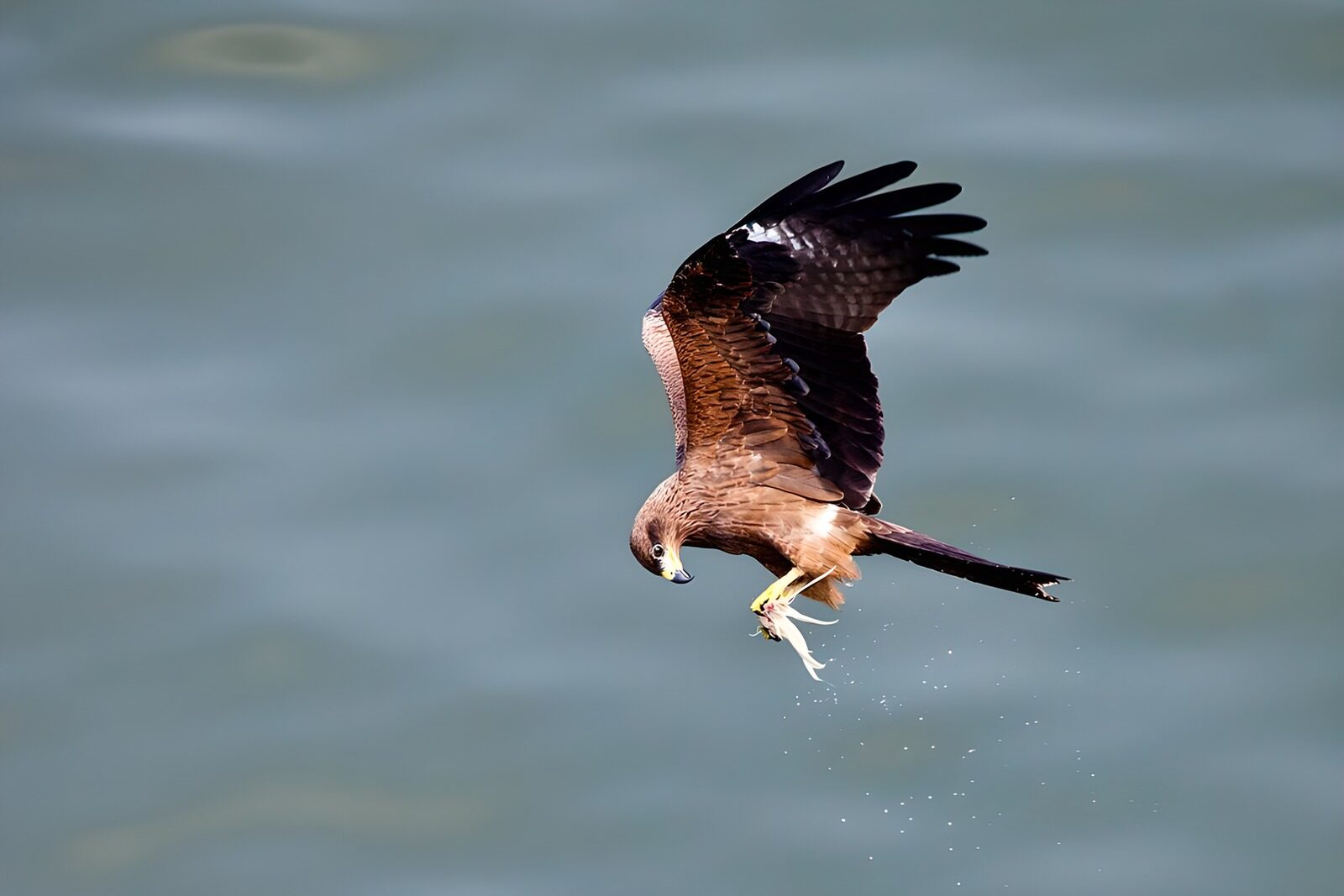 TPDE74626: Seeadler hat einen Fisch gefangen