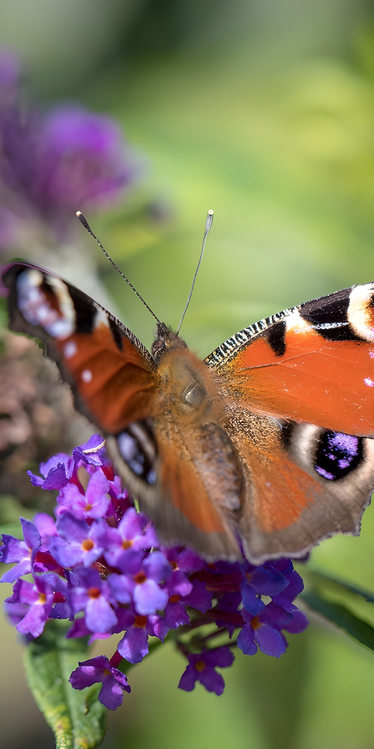 Schmetterling auf lila Blumen