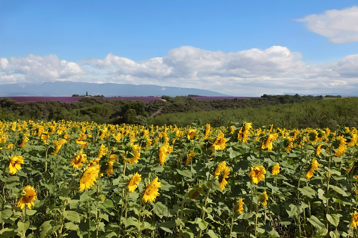 TPDE99729: krautige Sonnenblumen  unter blauem Himmel