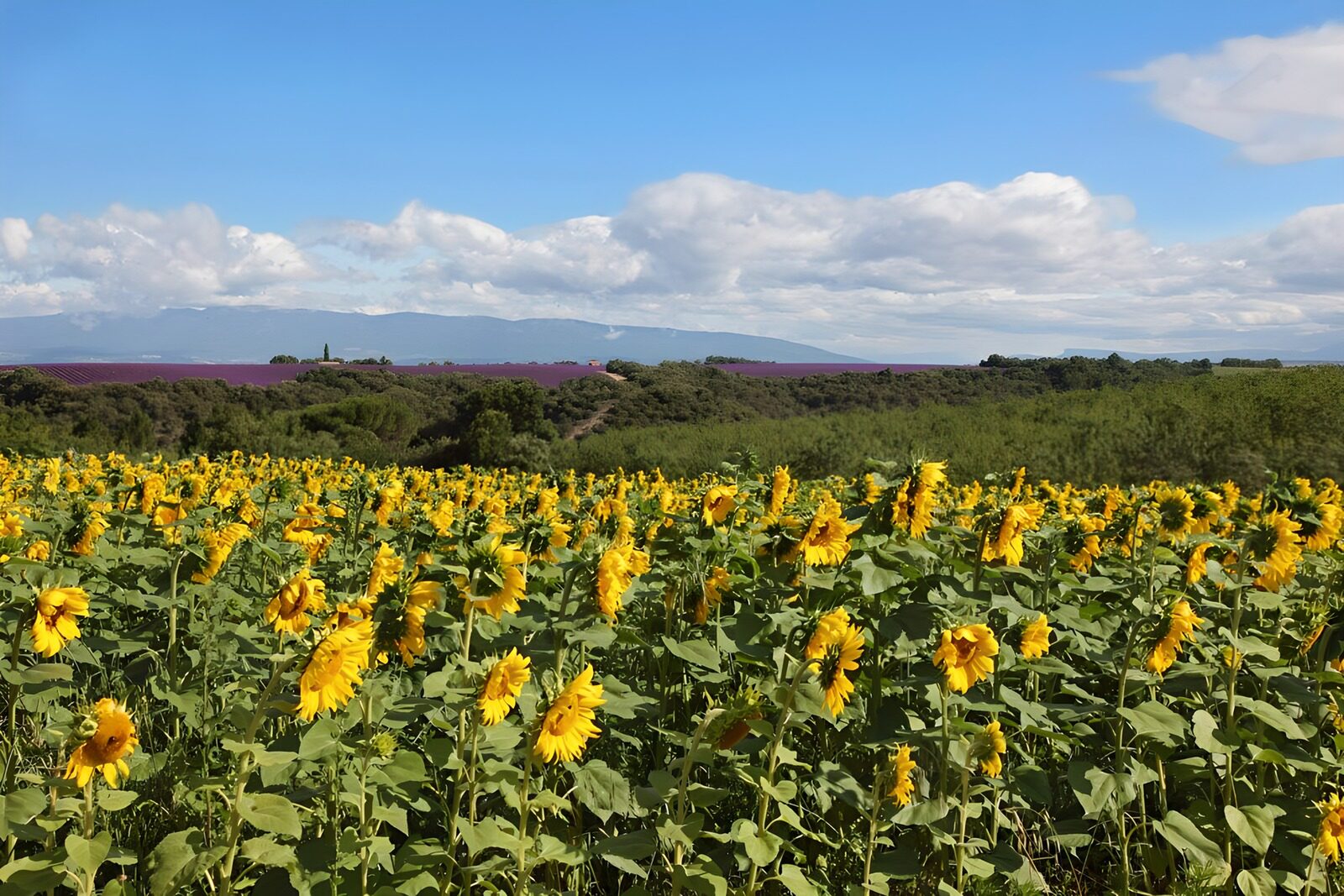 TPDE99729: krautige Sonnenblumen  unter blauem Himmel