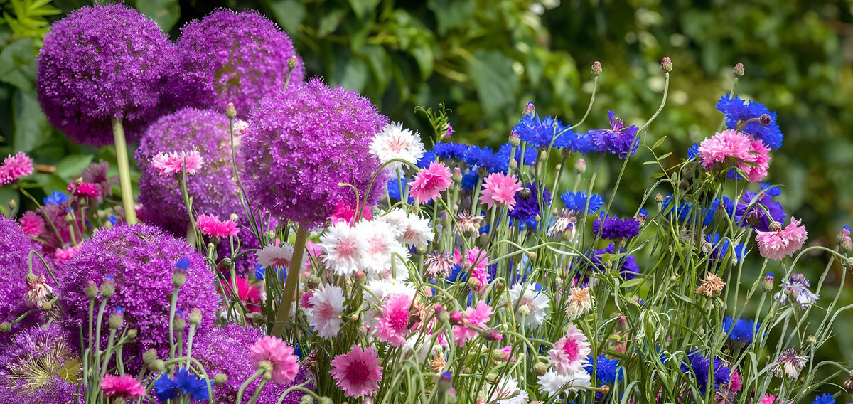 TPDE24533: Bunte Blütenpracht im Garten