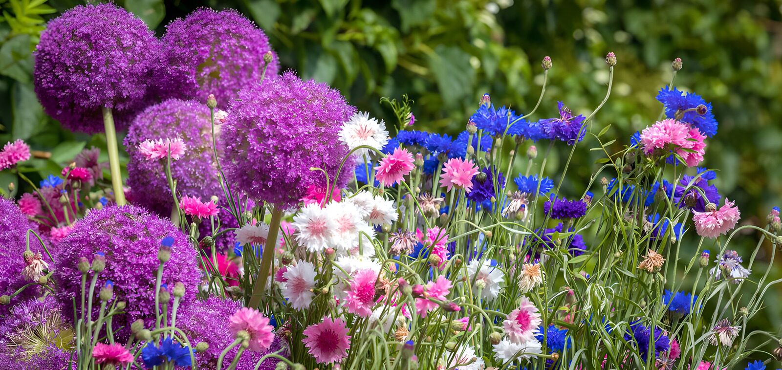 TPDE24533: Bunte Blütenpracht im Garten