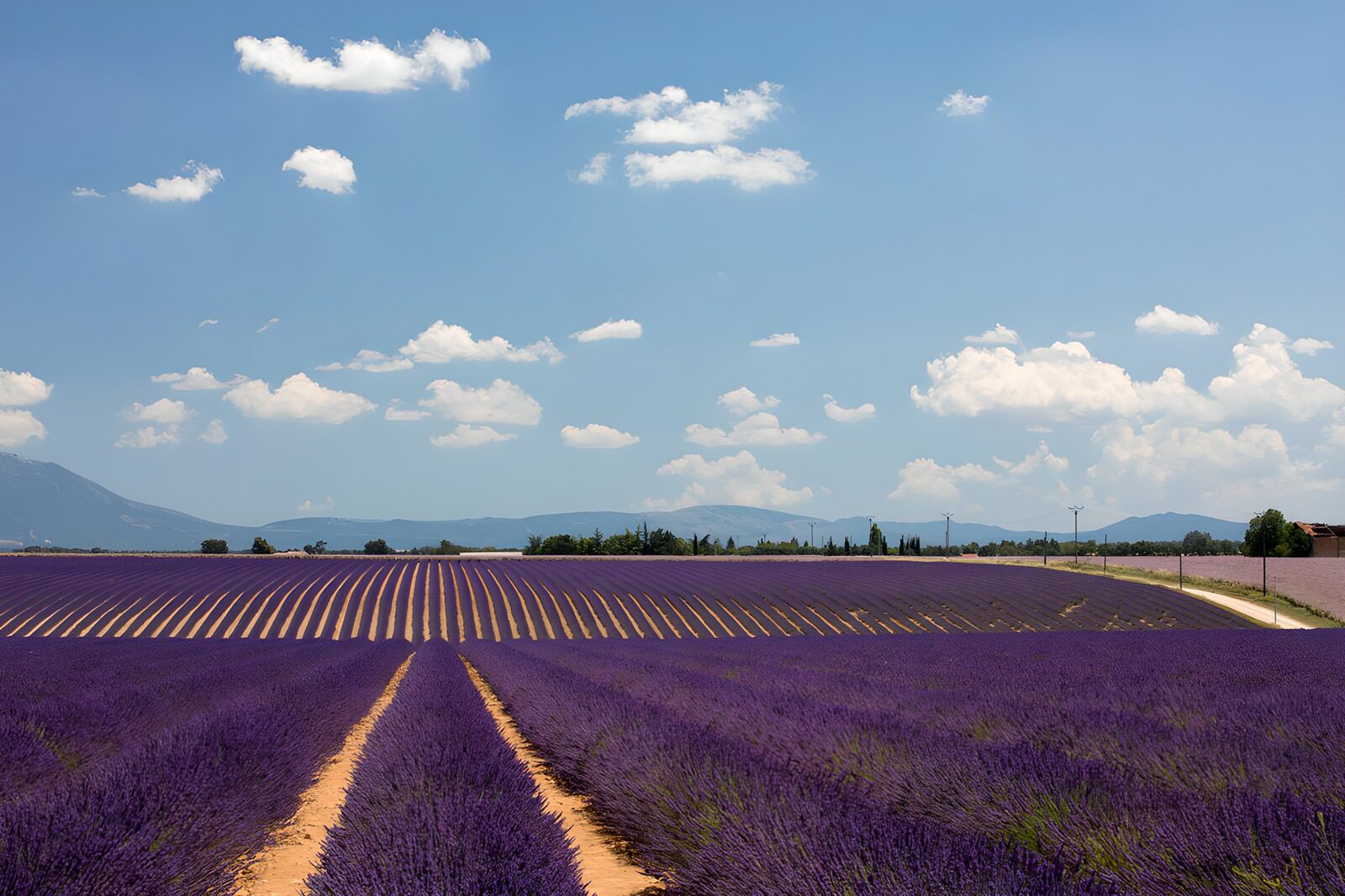 TPDE36709: Lavendelfelder unter blauem Himmel