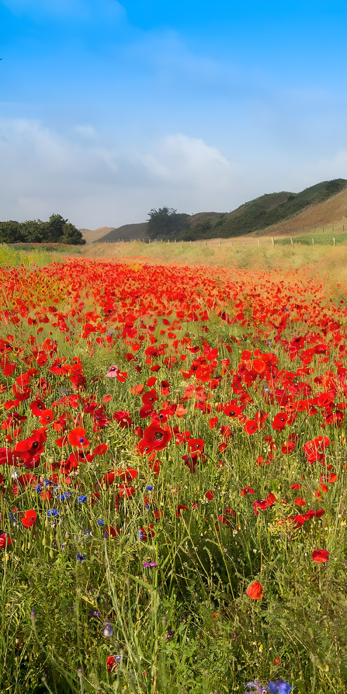 TPDE28510: Rote Mohnblumen im Sonnenschein