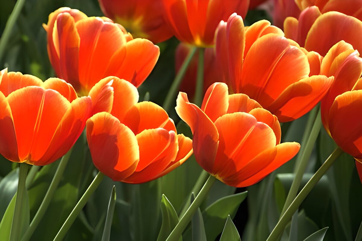 TPDE87521: Tulipa "Pako"