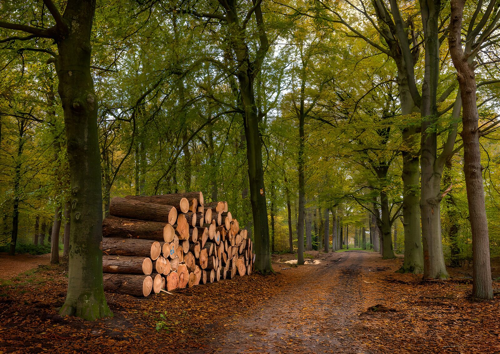 TPDE41444: Holzstapel im herbstlichen Wald