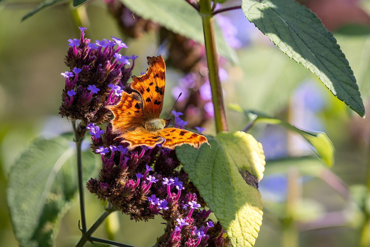 Schmetterling auf bunten Blumen