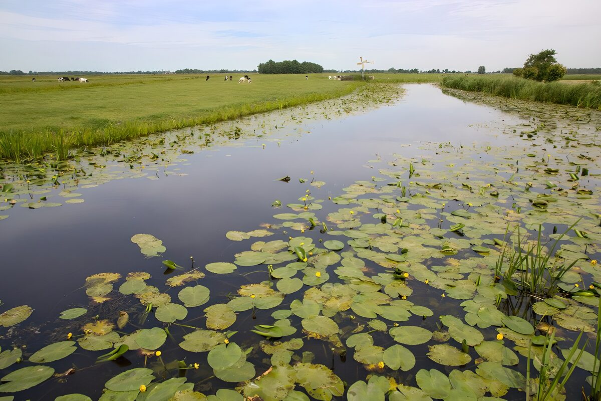 Blick auf Weide mit den gelben Blüten der Wasserlilien im Graben