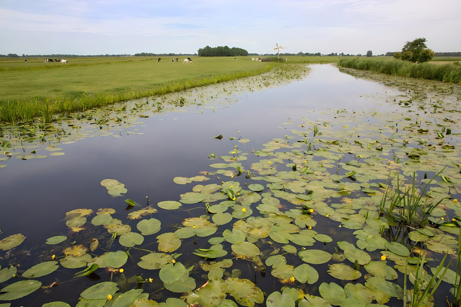 TPDE97200: Blick auf Weide mit den gelben Blüten der Wasserlilien im Graben