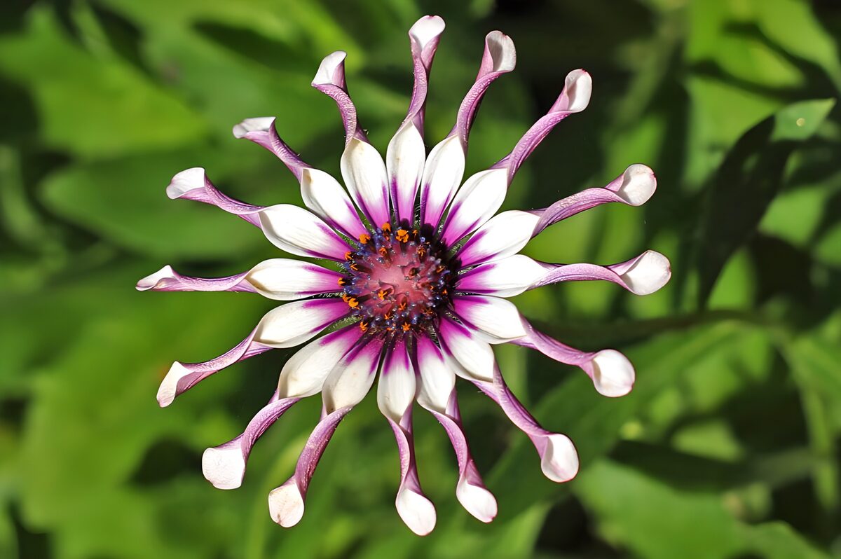 wundervolle Blüte einer Passiflora