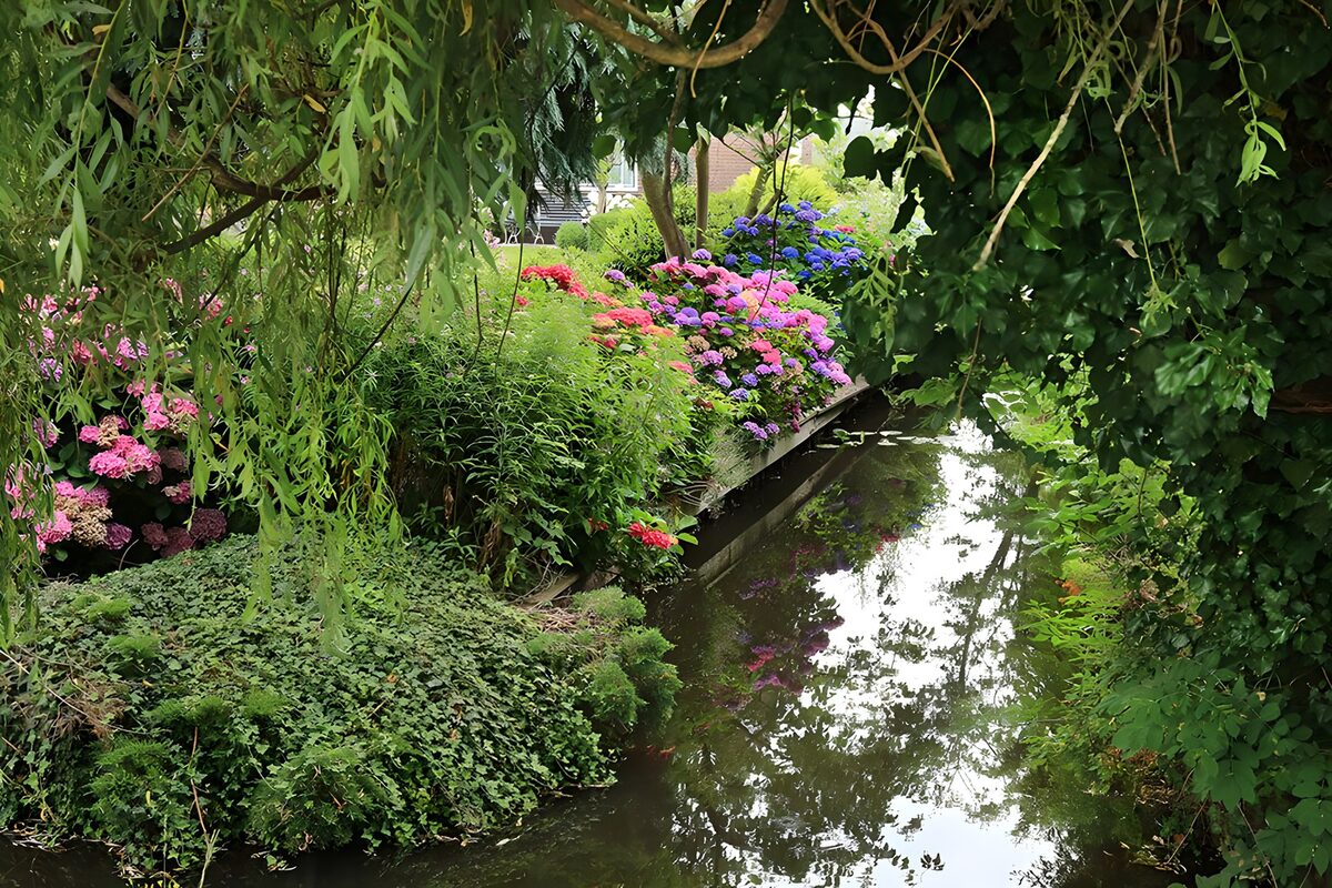 Hortensien irgendwo an den Loosdrechtse Plassen (NL)