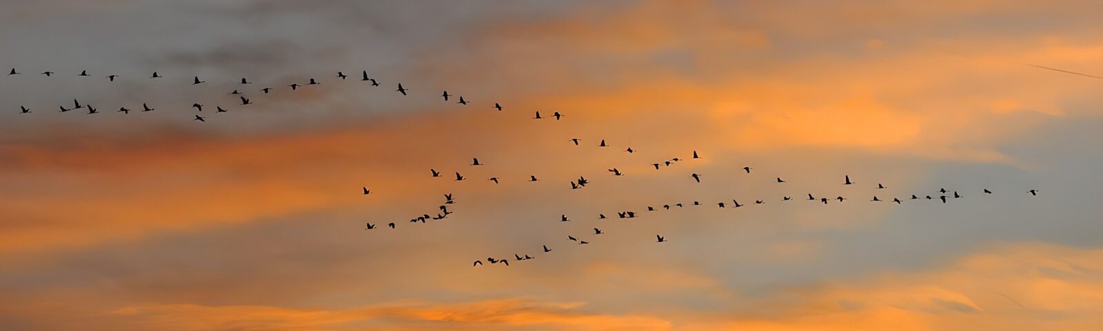 TPDE61882: Kraniche im Sonnenuntergang