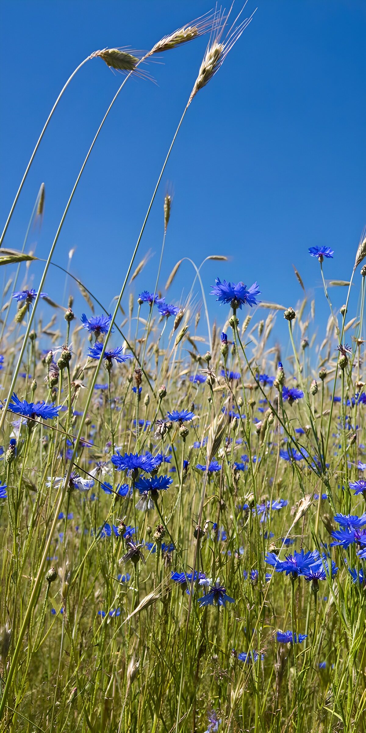 TPDE23156: Blaues Blumenfeld unter klarem Himmel