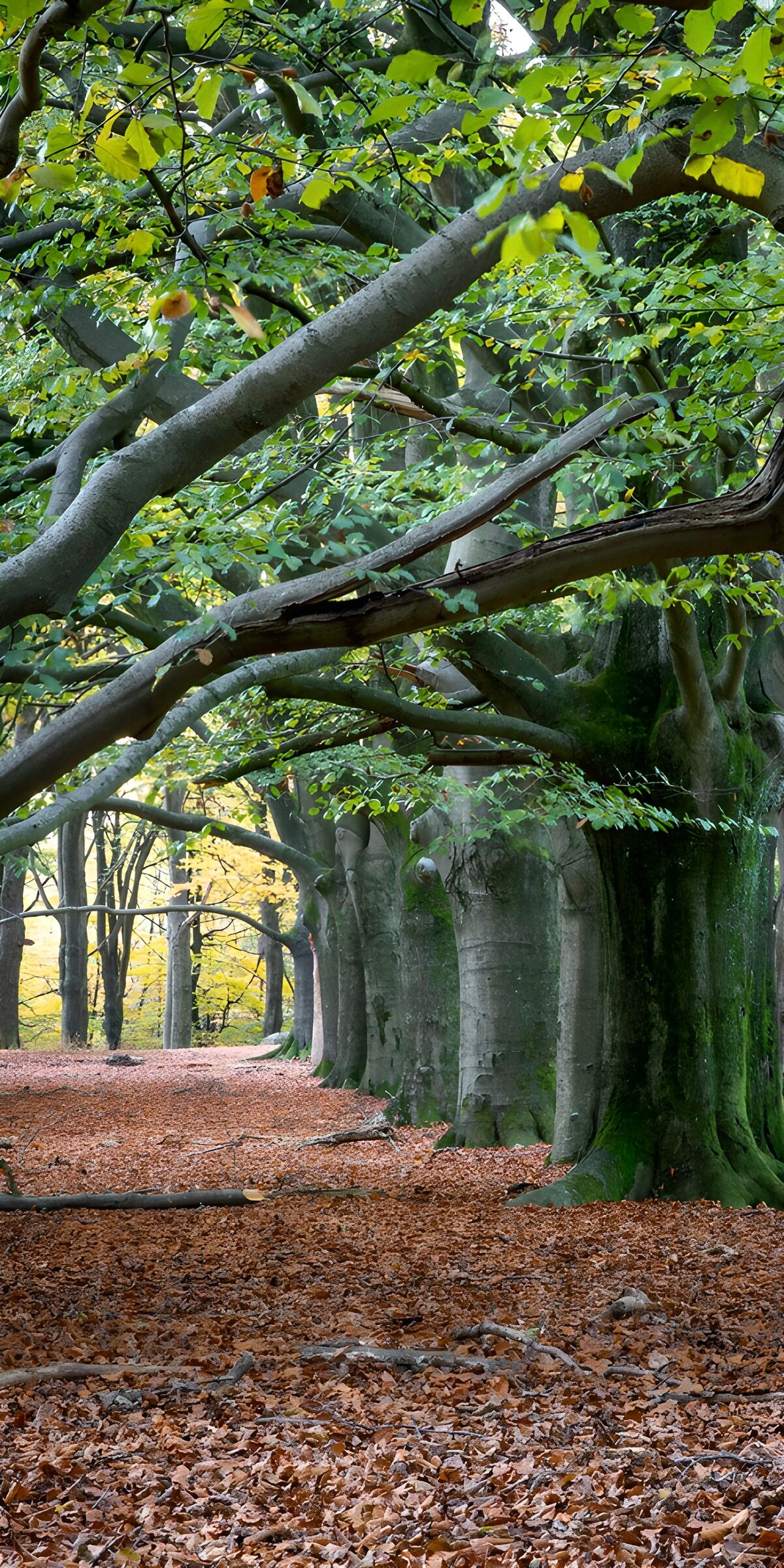 Friedlicher Waldweg im Herbst