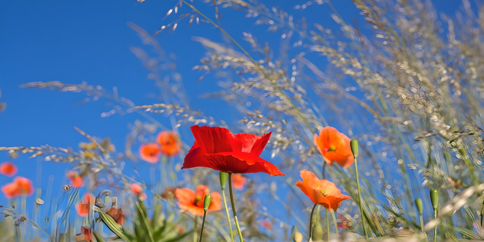 TPDE26123: Rote Mohnblumen im Sommerfeld