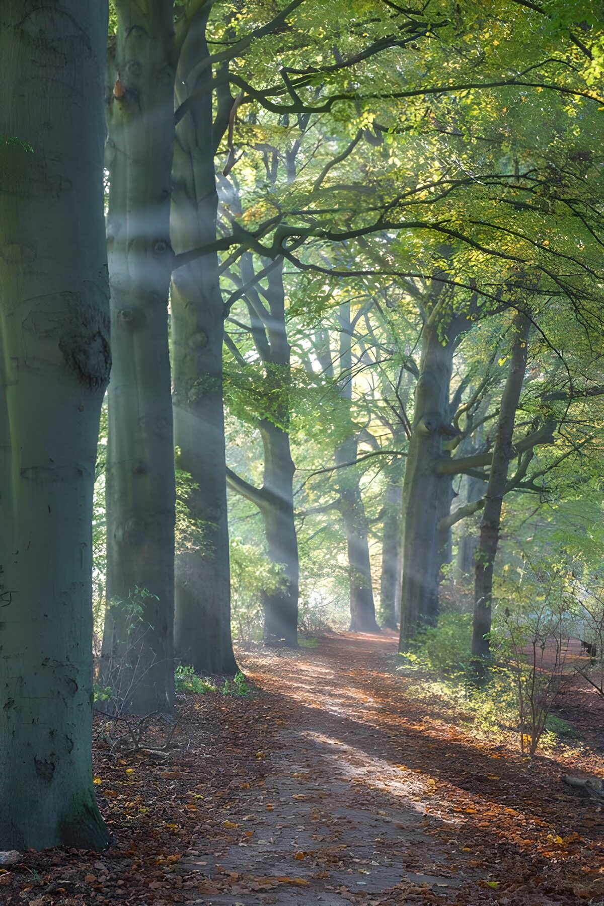 TPDE30579: Mystischer Waldweg im Herbst