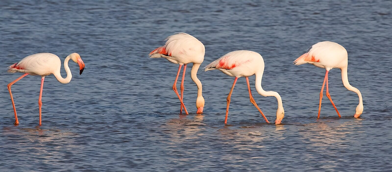 TPDE87210: rosarote Flamingos