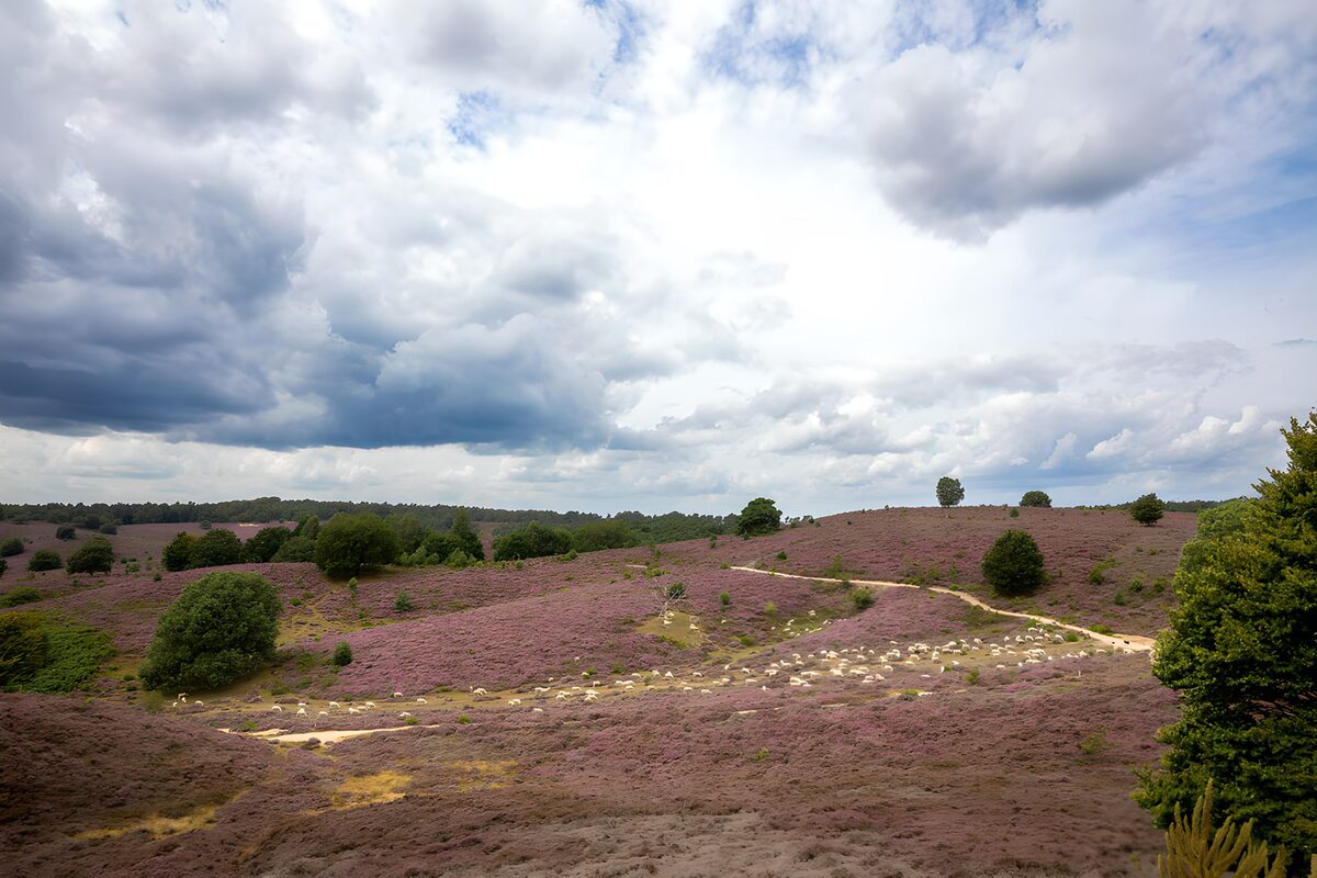 Heideblüte unter wechselhaften Wolken