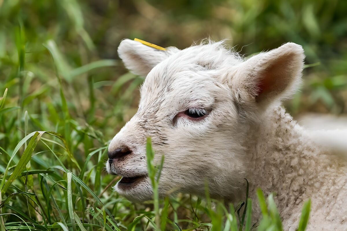TPDE84464: ein Schaf frißt  Gras