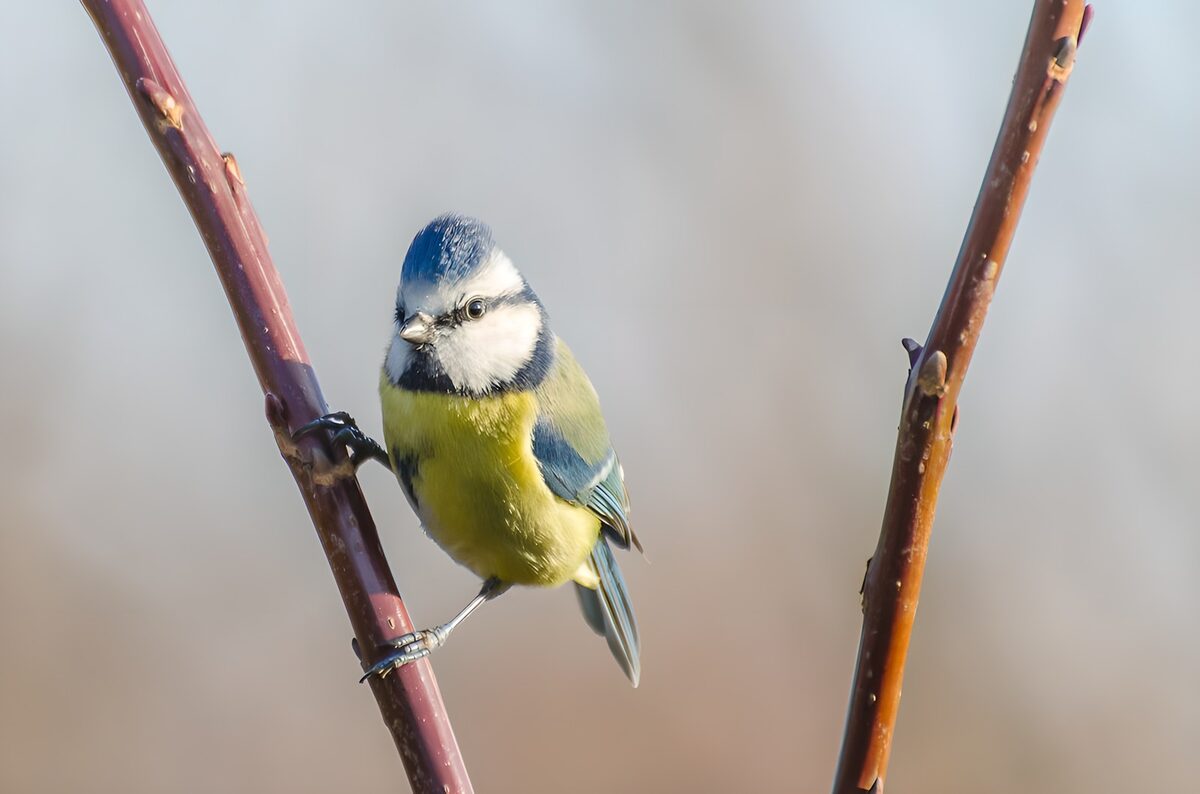 TPDE74037: Blaumeise auf einem Stängel
