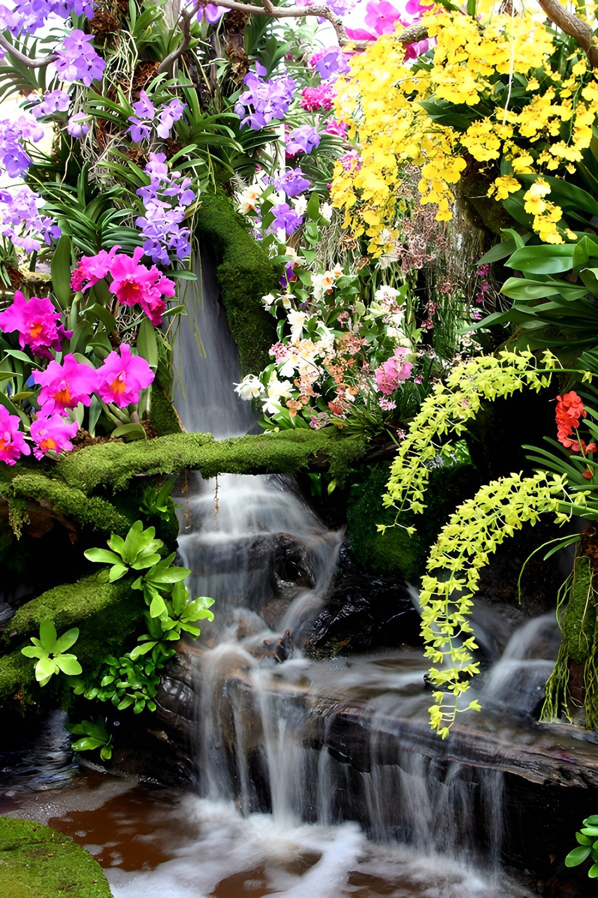 TPDE75824: Bunte Orchideen im Wasserfallgarten