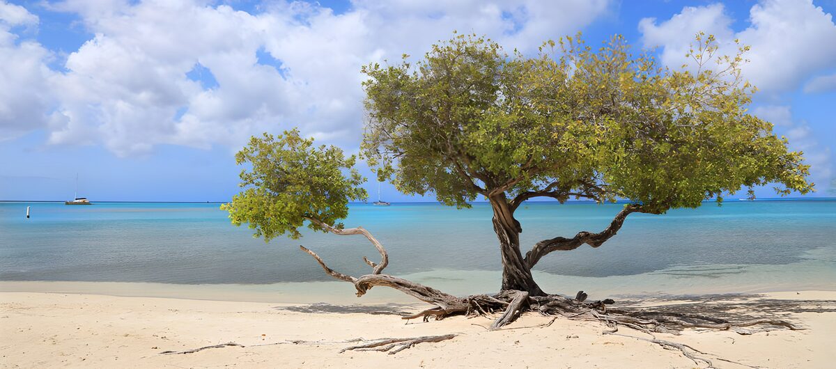 TPDE63726: Einsamer Baum am Strand